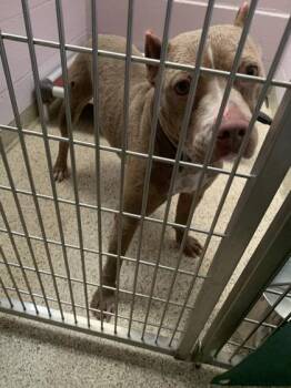 Ham -  Pit Bull Terrier and Mixed Breed Dog for Adoption in Conway, Arkansas - Ham | PetCurious