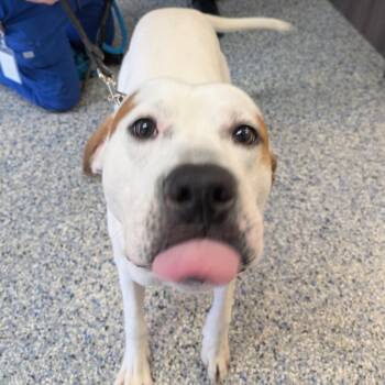 American Staffordshire Terrier Dogs Available for Adoption - Lil Buddy | PetCurious