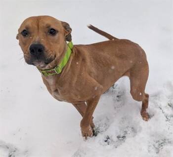 Pit Bull Terrier and Mixed Breed Dogs Available for Adoption - SWEET POTATO | PetCurious