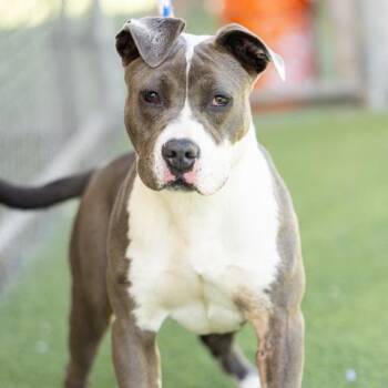 Pit Bull Terrier Dogs Available for Adoption in Camarillo, California - SKY | PetCurious