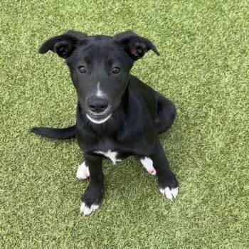 Ilana -  Labrador Retriever and German Shepherd Dog Dog for Adoption in Dayton, Ohio - Ilana | PetCurious