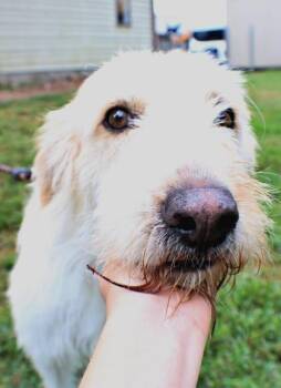 Meadow -  Standard Poodle and Great Pyrenees Dog for Adoption in Morton Grove, Illinois - Meadow | PetCurious