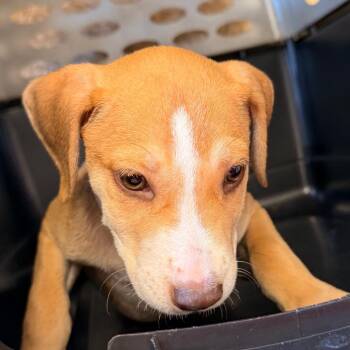 Draculaura -  Retriever and Mixed Breed Dog for Adoption in Birmingham, Alabama - Draculaura | PetCurious