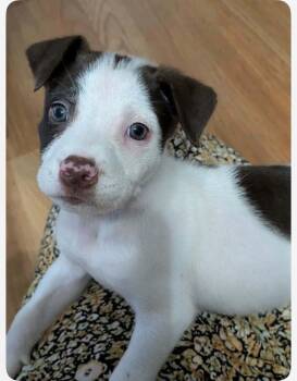 Bailey -  Terrier Dog for Adoption in Glocester, Rhode Island - Bailey | PetCurious