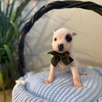 Labrador Retriever and American Bully Dogs Available for Adoption - Snowball White | PetCurious