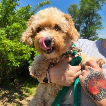CT Asia avail Jun 13 (Four Town Craft Fair- Somers, CT) -  Maltese and Poodle Dog for Adoption in Stormville, New York - CT Asia Avail Jun 13 (Four Town Craft Fair- Somers, CT) | PetCurious