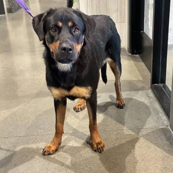 Clara -  Mixed Breed Dog for Adoption in Franklin, Tennessee - Clara | PetCurious