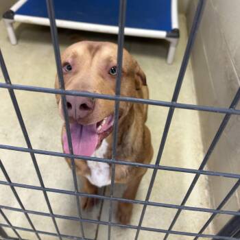 Hendrix -  Pit Bull Terrier and Mastiff Dog for Adoption in Clarksville, Virginia - Hendrix | PetCurious
