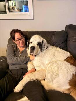 Korg -  Saint Bernard Dog for Adoption in Edmonton, Alberta - Korg | PetCurious