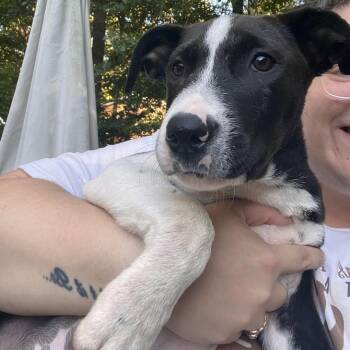 Rescue Hound Dogs for Adoption in Colonial Heights, Virginia - Cookie | PetCurious