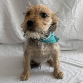 Arthur -  Mixed Breed Dog for Adoption in Canal Winchester, Ohio - Arthur | PetCurious