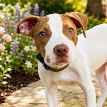 Sissy -  Pit Bull Terrier and Mixed Breed Dog for Adoption in Westland, Michigan - Sissy | PetCurious