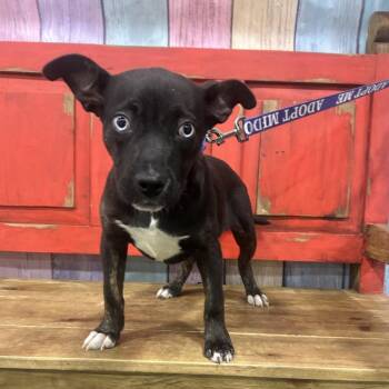 Mixed Breed Dogs Available for Adoption in Midland, Texas - FWT Sugar | PetCurious