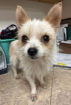 Mojo -  Chihuahua Dog for Adoption in Carmel Hamlet, New York - Mojo | PetCurious