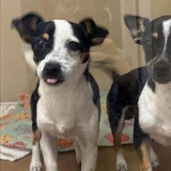 Chihuahua and Mixed Breed Dogs Available for Adoption - Minnie Mouse | PetCurious