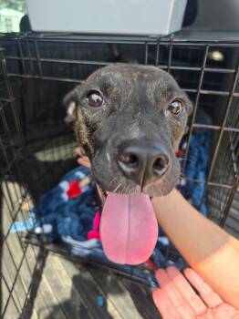 Sheba -  Black Mouth Cur Dog for Adoption in Lakeland, Florida - Sheba | PetCurious