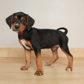 Legolas D70608 -  Beagle and Mixed Breed Dog for Adoption in Minnetonka, Minnesota - Legolas D70608 | PetCurious