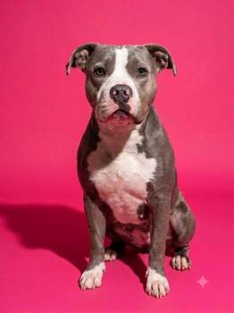 SWEET GIRL -  Mixed Breed Dog for Adoption in Jacksonville, Florida - SWEET GIRL | PetCurious