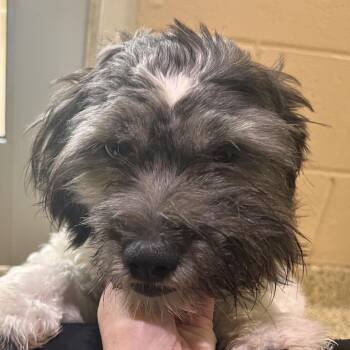 Annie -  Shih Tzu and Mixed Breed Dog for Adoption in Bedford, New Hampshire - Annie | PetCurious