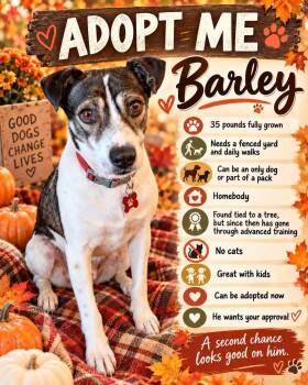 Barley -  Labrador Retriever Dog for Adoption in Fort Mill, South Carolina - Barley | PetCurious