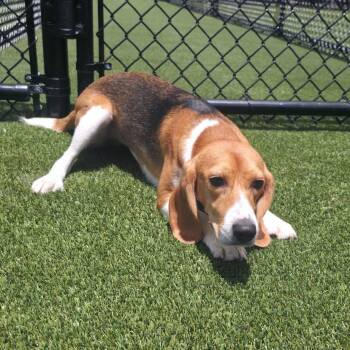 Yayi 3869 -  Beagle Dog for Adoption in Loxahatchee Groves, Florida - Yayi 3869 | PetCurious