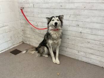 Rescue Alaskan Malamute Dogs for Adoption in San Bernardino, California - BUBBAS | PetCurious