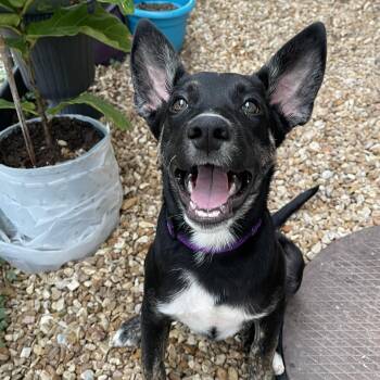 Rescue Dutch Shepherd Dogs for Adoption in Springfield, Missouri - Hansel | PetCurious