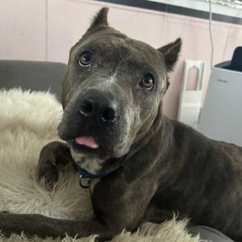 Pit Bull Terrier and American Bulldog Dogs Available for Adoption in Austin, Texas - Chandy | PetCurious