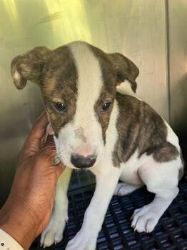 AUGUST -  Mixed Breed Dog for Adoption in Dallas, Texas - AUGUST | PetCurious
