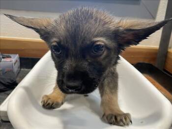 German Shepherd Dog Dogs Available for Adoption in Tracy, California - CEIBO | PetCurious