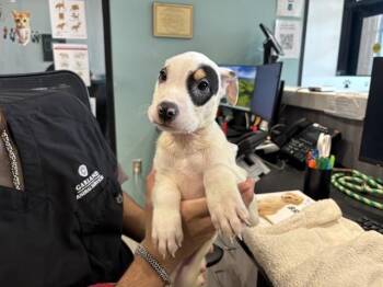 MARS -  Australian Shepherd and Mixed Breed Dog for Adoption in Rowlett, Texas - MARS | PetCurious
