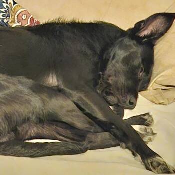 Buddy Bob Thornton -  Mixed Breed Dog for Adoption in Asheville, North Carolina - Buddy Bob Thornton | PetCurious