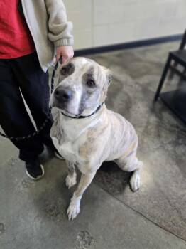 Anatolian Shepherd and Pit Bull Terrier Dogs Available for Adoption - Molly | PetCurious