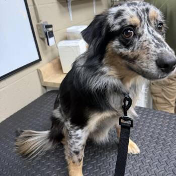 Australian Shepherd and Shepherd Dogs Available for Adoption in Madisonville, Kentucky - Tyro | PetCurious