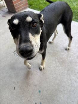 Rescue Shepherd Dogs for Adoption in Broomfield, Colorado - GYPSY | PetCurious