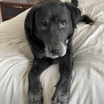 Darling Bristol -  Black Labrador Retriever and Labrador Retriever Dog for Adoption in Burlington, North Carolina - Darling Bristol | PetCurious