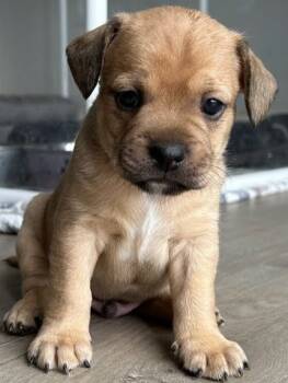 Rescue French Bulldog Dogs for Adoption in Lake Forest, California - Grey Brown - Adopt Me! | PetCurious