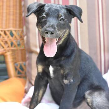 Scout (Victoria Litter) -  Labrador Retriever and Shepherd Dog for Adoption in Conroe, Texas - Scout (Victoria Litter) | PetCurious