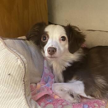 Phoebe -  Mixed Breed Dog for Adoption in Grand Junction, Colorado - Phoebe | PetCurious