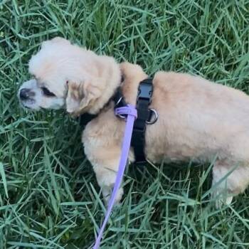 Marti -  Shih Tzu Dog Available for Adoption in Gulfport, Mississippi - Marti | PetCurious