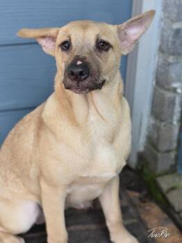 Punkin (Lone Star Litter) -  Labrador Retriever Dog for Adoption in Brewster, New York - Punkin (Lone Star Litter) | PetCurious