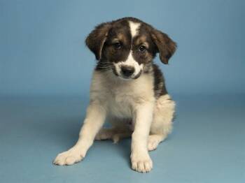 LIAM -  Husky Dog for Adoption in Phoenix, Arizona - LIAM | PetCurious