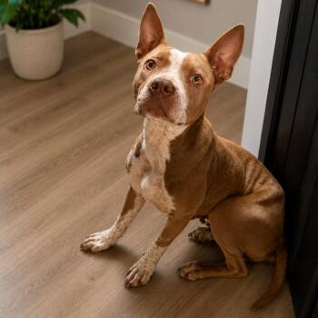 Echo D45872 -  Pit Bull Terrier and Mixed Breed Dog for Adoption in Corsicana, Texas - Echo D45872 | PetCurious
