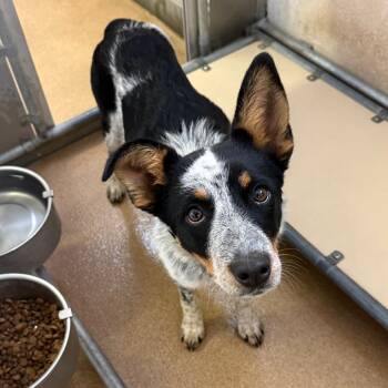Blueberry -  Australian Cattle Dog Blue Heeler Dog for Adoption in Spokane, Washington - Blueberry | PetCurious
