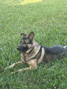 German Shepherd Dog Dogs Available for Adoption - Gunner 3056 | PetCurious