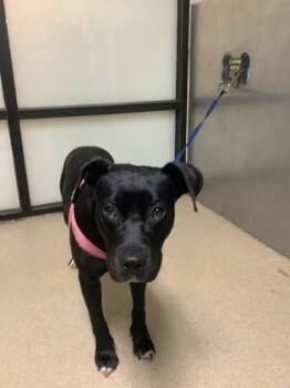 Rescue Pit Bull Terrier and Mixed Breed Dogs for Adoption in Fort Worth, Texas - Zeus | PetCurious