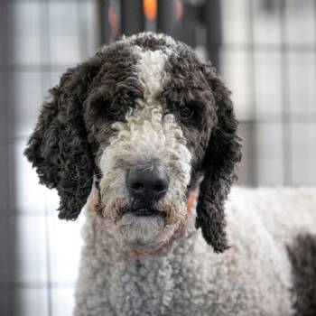 Leo (AG26-210) -  Bernese Mountain Dog and Standard Poodle Dog for Adoption in Peyton, Colorado - Leo (AG26-210) | PetCurious