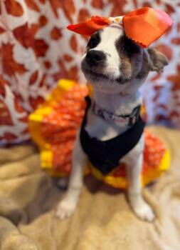 Crayon -  Chihuahua Dog for Adoption in Dunmore, Pennsylvania - Crayon | PetCurious