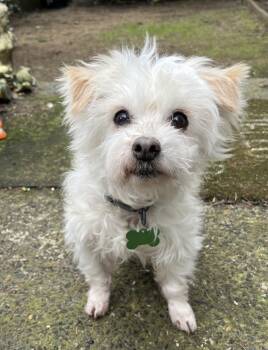 Maltese and Poodle Dogs Available for Adoption - Philippe (bonded With Pierre) | PetCurious