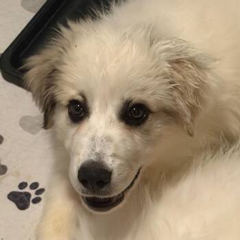 Wisp -  Great Pyrenees Dog for Adoption in Kansas City, Missouri - Wisp | PetCurious